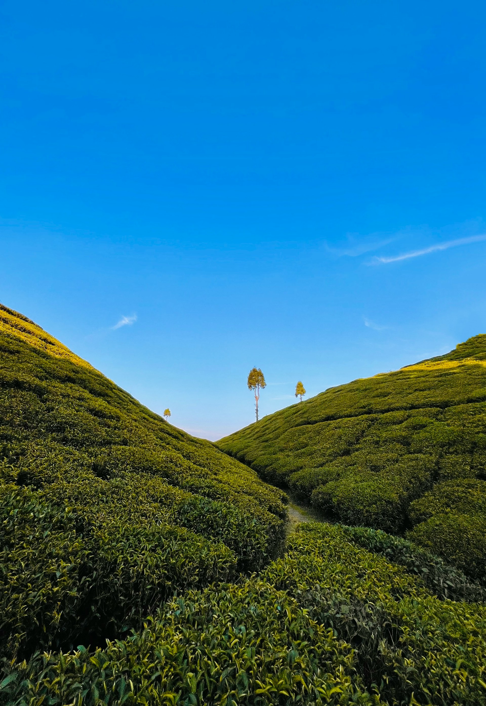 Darjeeling Tea Garden Tour